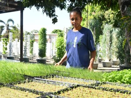 Managing Partner and Operations Director of Jamaica Tower Farms, Kerrie-Anne Gray, looks over seedlings to be planted on aeroponic towers for maturation, while explaining the operations of her commercial farm in Havendale, St Andrew.