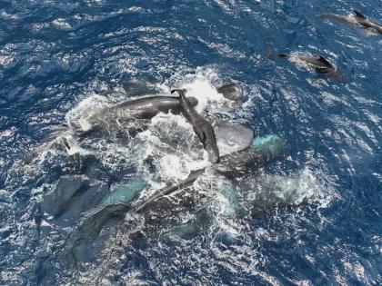 This 2023 photo provided by Project CETI shows female sperm whales holding a newborn calf above the water until it can swim on its own. 