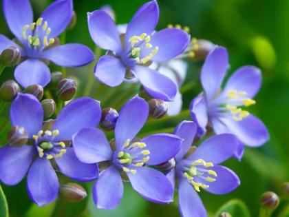 Lignum Vitae, Jamaica’s National Flower.