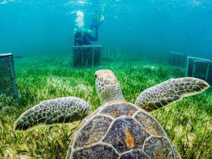 In The Bahamas, a green sea turtle swims towards a researcher with the Centre for Ocean Research and Education.