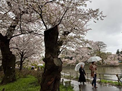 People walk past an ageing cherry blossom tree at the Inokashira Park, one of Tokyo’s most popular viewing spots.
