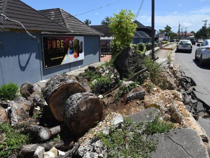 The Pure Chocolate factory in Ocho Rios, St Ann, that was severely damaged by a falling guango tree during the passage of Hurricane Melissa last October.