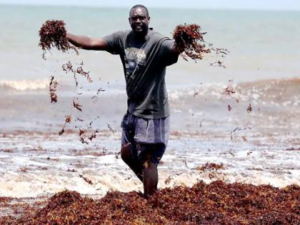 A resident of Trinidad and Tobago stands in a large deposit of sargassum. 