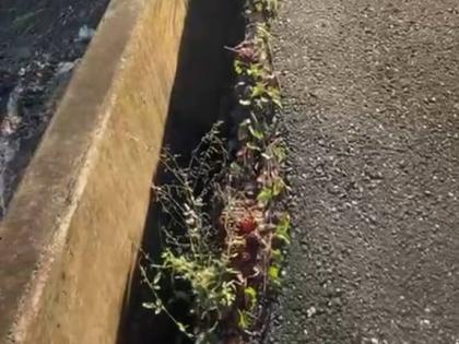 The Westmoreland Bridge in St Mary 