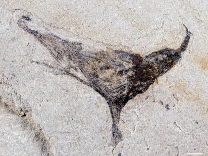 
This November 2023 photo provided by Gaorong Li shows a Haootia-like fossil at Yunnan University in Kunming, China. 