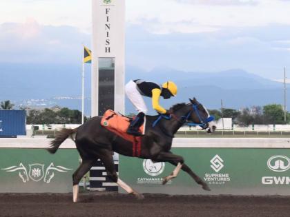 
WE JAMMIN, ridden by Omar Walker, wins the Prince Consort Stakes over seven furlongs at Caymanas Park yesterday.