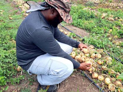 Jorn Bennett examines onions reaped from his farm in Bernard Lodge, St Catherine.