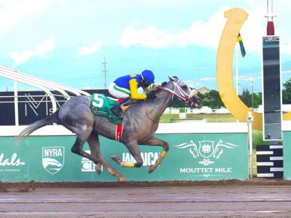 MOJITO, ridden by Dane Dawkins, wins the Kaz Hoshay Trophy over six furlongs, a three-year-old and upwards open-allowance stakes at Caymanas Park on November 2, 2024.