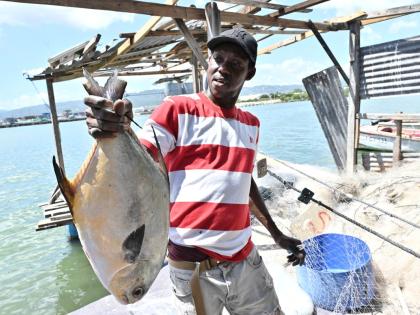 A fisherman of more than 40 years, Kevin Absolom, who fishes around the Kingston Harbour, says he has resorted to making shorter trips.
