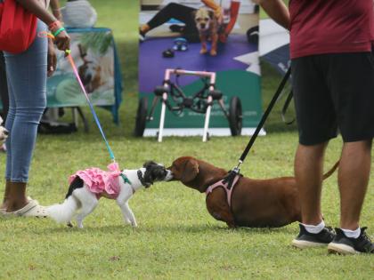 Making new friends is a must at this doggie social.