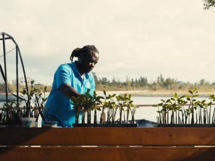 A volunteer measures the growth of mangrove plants in a nursery in The Bahamas.