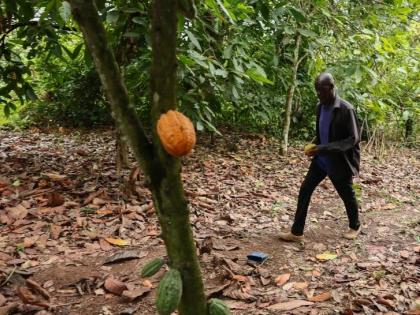 Manu Yaw Fofie, a cocoa farmer, walks through his farm in Kona, Ghana, March 6, 2026. 