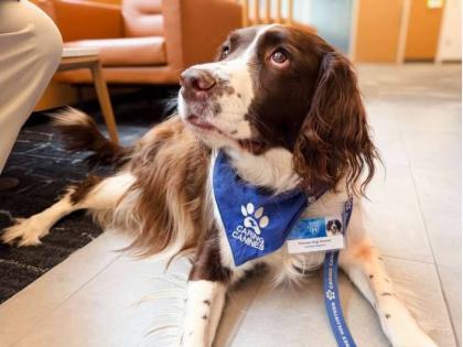  A new study in Mayo Clinic Proceedings highlights how animal-assisted treatment can support inpatient stroke rehabilitation.
