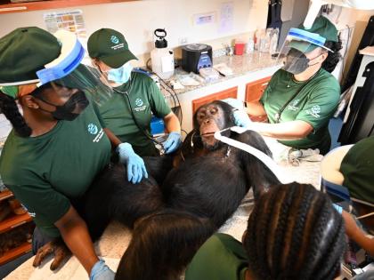 
In this handout photo released by Humane World for Animals, a chimpanzee formerly used in research receives a comprehensive health check at a retirement sanctuary for chimpanzees, in Bapakwali, Liberia, on August 25.