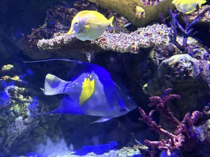 
Underwater spectacle – photo taken at SeaWorld Orlando, Florida.