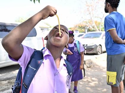 A student having a snack at Ascot Primary School in Portmore. 