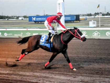 
PEPPER STEPPER, ridden by Shaheem Gordon wins the Gerry Skelton Memorial Trophy over five furlongs straight at Cayman Park yesterday.