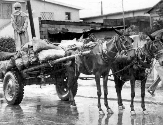 AS RAINS PELTED the city, a man clad in rain cloak and hat stands atop his dray piled with bags of coal and contemplates his next move.