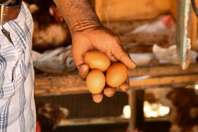 The country struggled with a shortage of eggs during the last Christmas season when the demand for the product increased. 