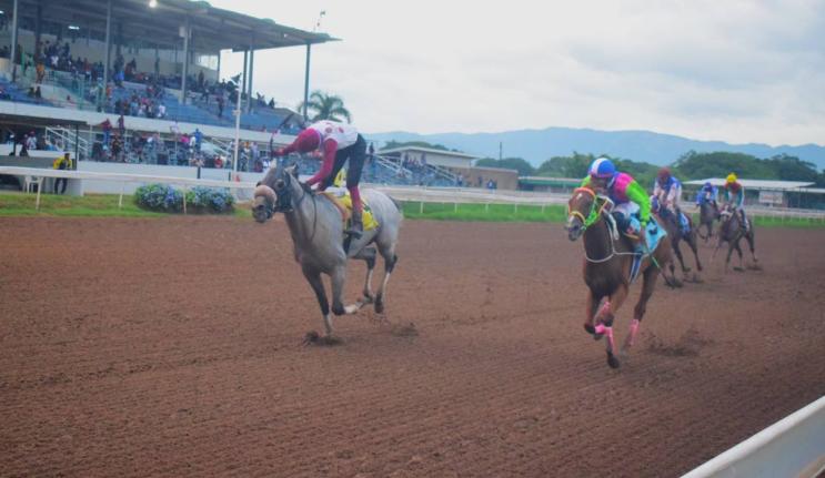 
MR SENATOR (left), ridden by Eric Haughton, wins the Front Runner Caymanas Park Announcers Trophy Division 2 ahead of pre-race favourite ZULU WARRIOR (Radesh Roman) over six and a half furlongs at Caymanas Park yesterday.