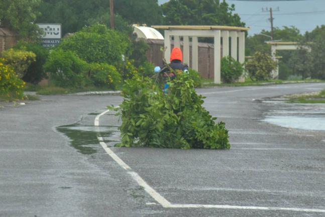 A resident of Port Royal toting a plant to tend to animals, October 27, 2025, as Hurricane Melissa was approaching Jamaica.