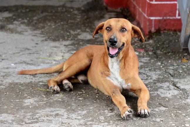 International animal rights group PETA has urged Jamaicans to watch for animals in trouble.