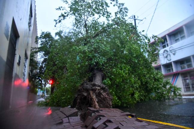 A section of Duke Street in downtown Kingston was yesterday impassable as a result of a downed tree blocking the road. 