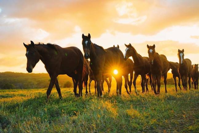 An image of horses on the once-beautiful Orange Valley Estates Limited.