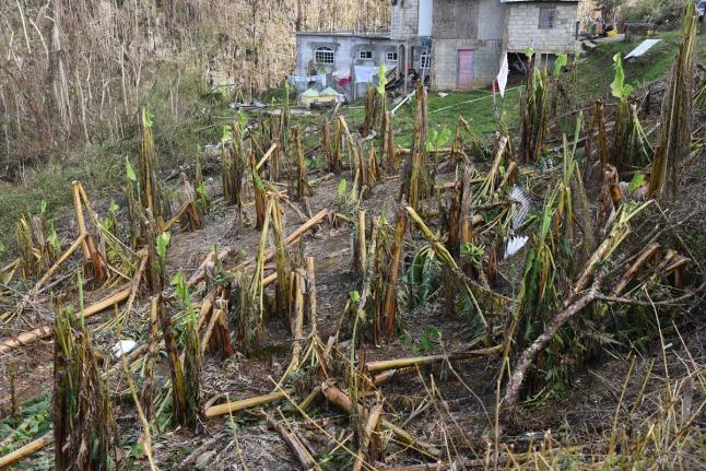 A banana and plantain field in Elderslie, St Elizabeth, that was wiped out by Hurricane Melissa.
