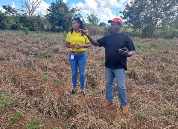Devon Carridice, a farmer from Toll Gate in Clarendon, shows Ann-Marie Williams-Swaby, client relations manager at JN Bank Small Business Loans, the damage done to his farm by Hurricane Melissa.