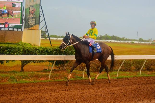 LEGACY ISLE, ridden by Raddesh Roman, trots back to his handlers after winning the Harlequin Cup over five furlongs straight at Caymanas Park on May 31.