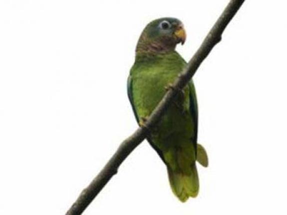 A Yellow-billed Parrot.