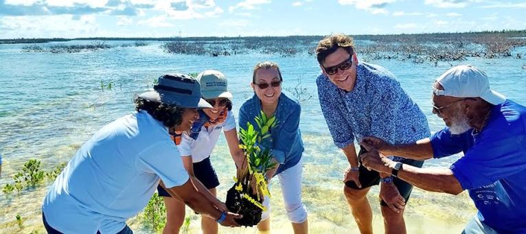 CBF board and team members plant mangrove seedlings in The Bahamas.