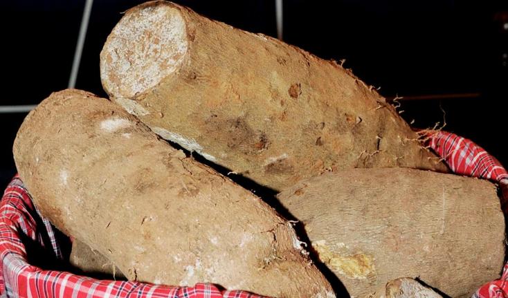 Jamaica exported over US$50 million worth of yams in 2023, with approximately 70 per cent of that production coming from South Trelawny.