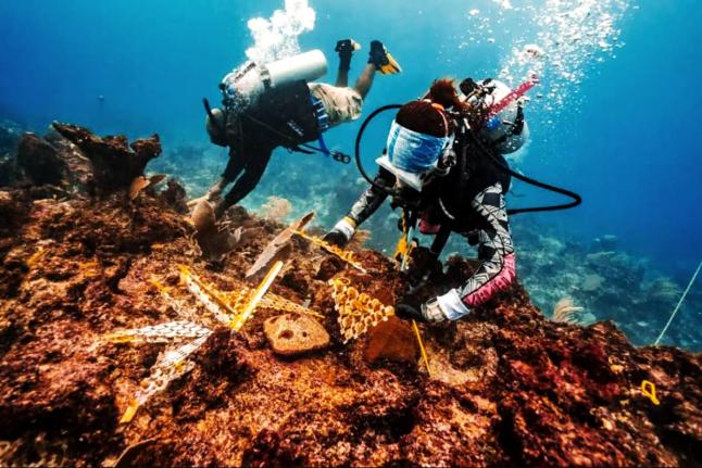 Coral outplanting in the Dominican Republic. 