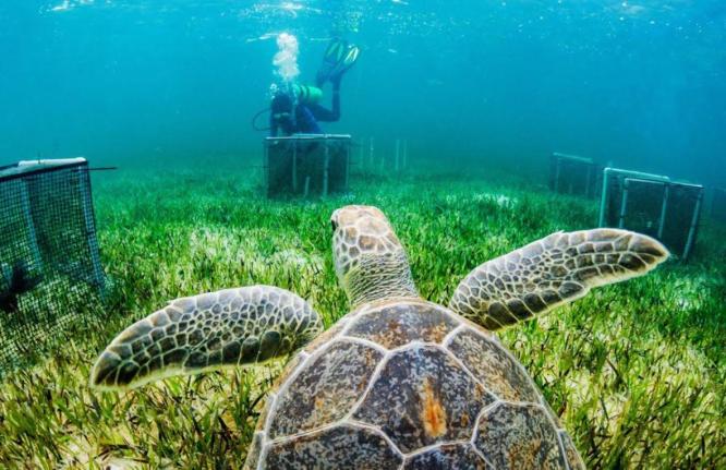 In The Bahamas, a green sea turtle swims towards a researcher with the Centre for Ocean Research and Education.