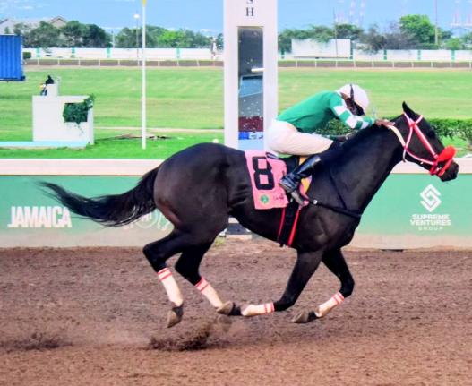 Anthony Minott/Freelance Photographer 
DON KWESI, ridden by Demar Williams, wins the Linval McFarlane Trophy over six-and-a-half  furlongs at Caymanas Park yesterday.