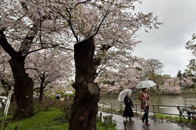 People walk past an ageing cherry blossom tree at the Inokashira Park, one of Tokyo’s most popular viewing spots.