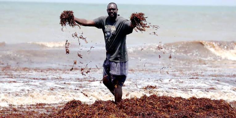 A resident of Trinidad and Tobago stands in a large deposit of sargassum. 