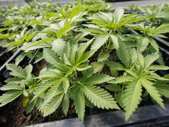 The insights from the past 12 years could help inform whatever comes next. The fact that public support for marijuana legalisation in the US remains high suggests that a return to the days of blanket prohibition is unlikely.