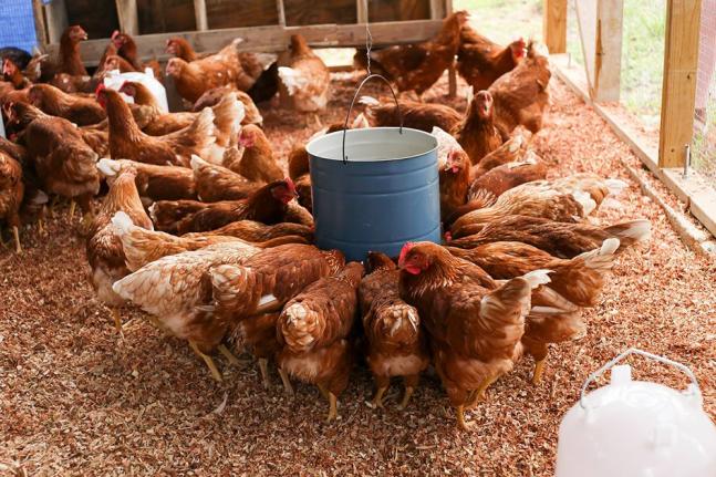 Layer hens inside a poultry house.