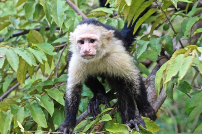 A White-faced capuchin monkey.