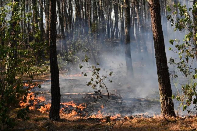 A fire burns in a forest near Claouey, during wildfires in southwestern France on Wednesday. – AP photo