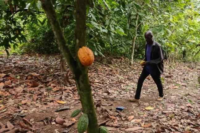 Manu Yaw Fofie, a cocoa farmer, walks through his farm in Kona, Ghana, March 6, 2026. 