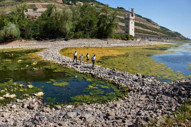 People walk over a stone dam, that is normally covered by water, towards the ‘Maeuseturm’ (mice tower) in the middle of the river Rhine in Bingen, Germany Monday.