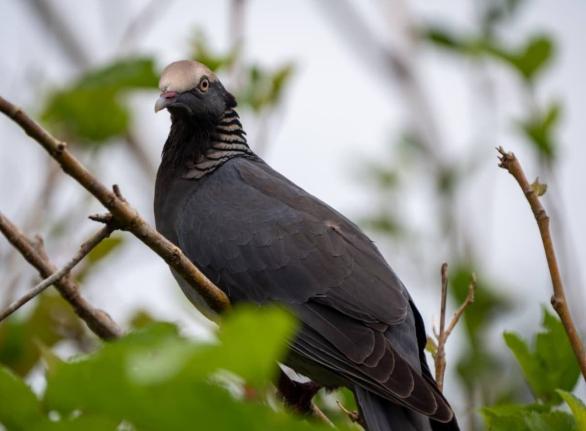 A white-crowned pigeon, commonly known as a bald pate. Hunting the species is prohibited in Trelawny, St James, Hanover, Westmoreland and St Elizabeth during the 2026 bird-shooting season.