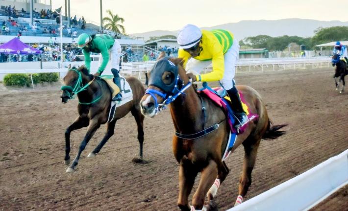 COMMANDER Z (right), ridden by veteran jockey Ian Spence, and running at odds of 11-1, wins the fourth running of KAZ HOSHAY Trophy ahead of I DREAM AGAIN (Robert Halledeen) over five and a half furlongs at Caymanas Park on Saturday, August 8.