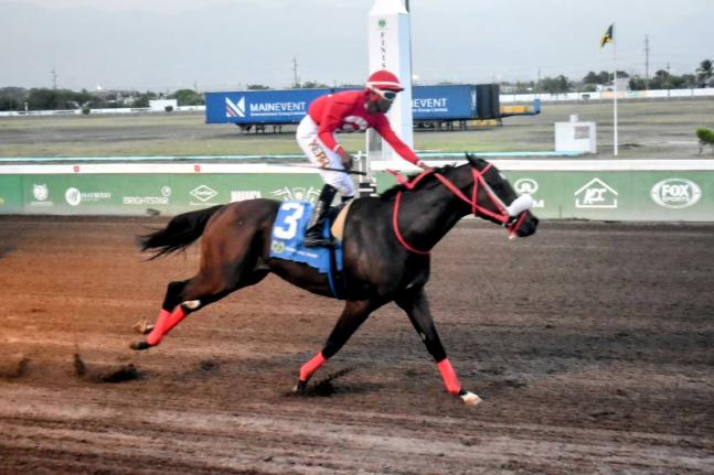 
PEPPER STEPPER, ridden by Shaheem Gordon wins the Gerry Skelton Memorial Trophy over five furlongs straight at Cayman Park yesterday.