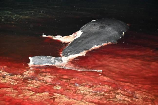 NEPA has now removed the carcass of the whale that washed ashore at Salt Marsh in Trelawny on Friday. – Ashley Anguin photo