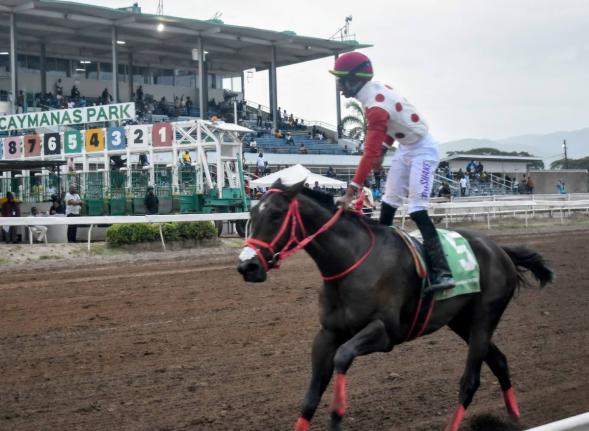 Anthony Minott/Freelance Photographer 
Jockey Tevin Foster stands in the saddle as GIRVANO saunters home to win the Kenneth Mattis O.D. Memorial Cup  over nine furlongs and 25 yards at Caymanas Park yesterday.